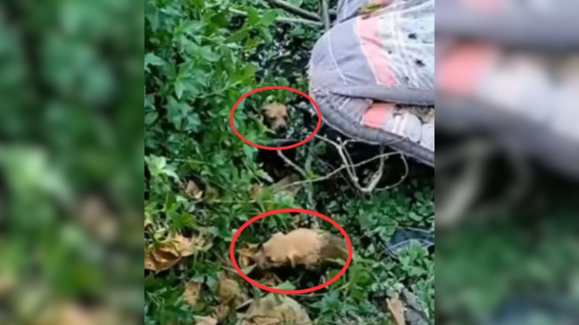 People Are Shocked As Owner Dumps Five Tiny Little Puppies Into A Lake And Leaves Them There