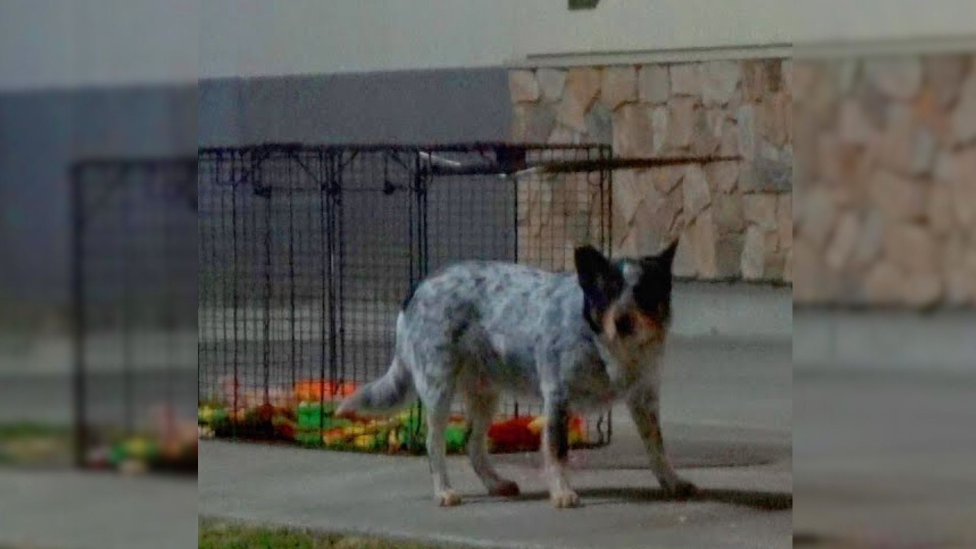 Rescuers Spent Hours Waiting For A Pup Abandoned At A Truck Stop Hoping He Would Return