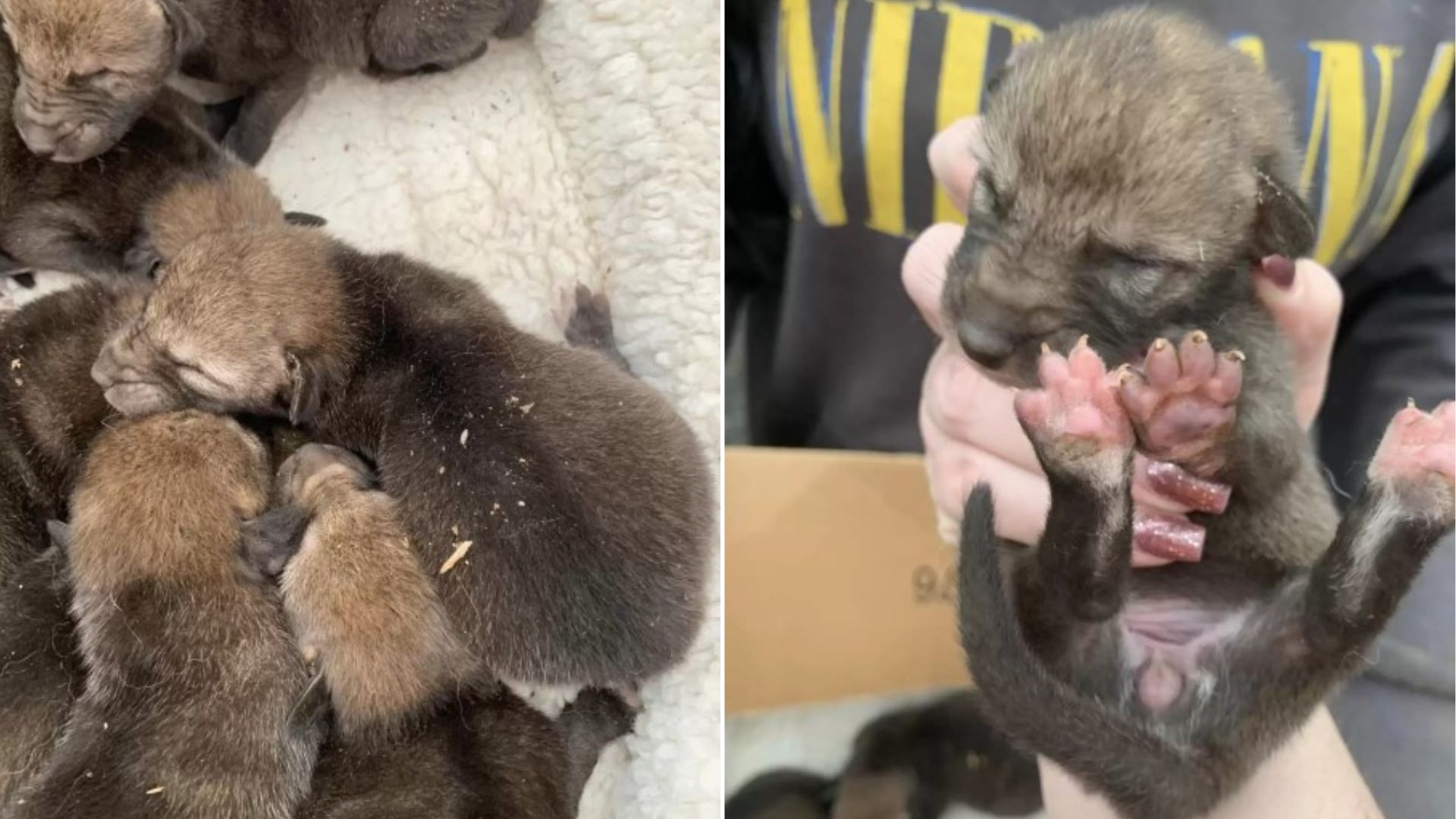 Woman Rushes To Save Puppies Abandoned Under A Barn, Only To Discover Their Shocking Identity