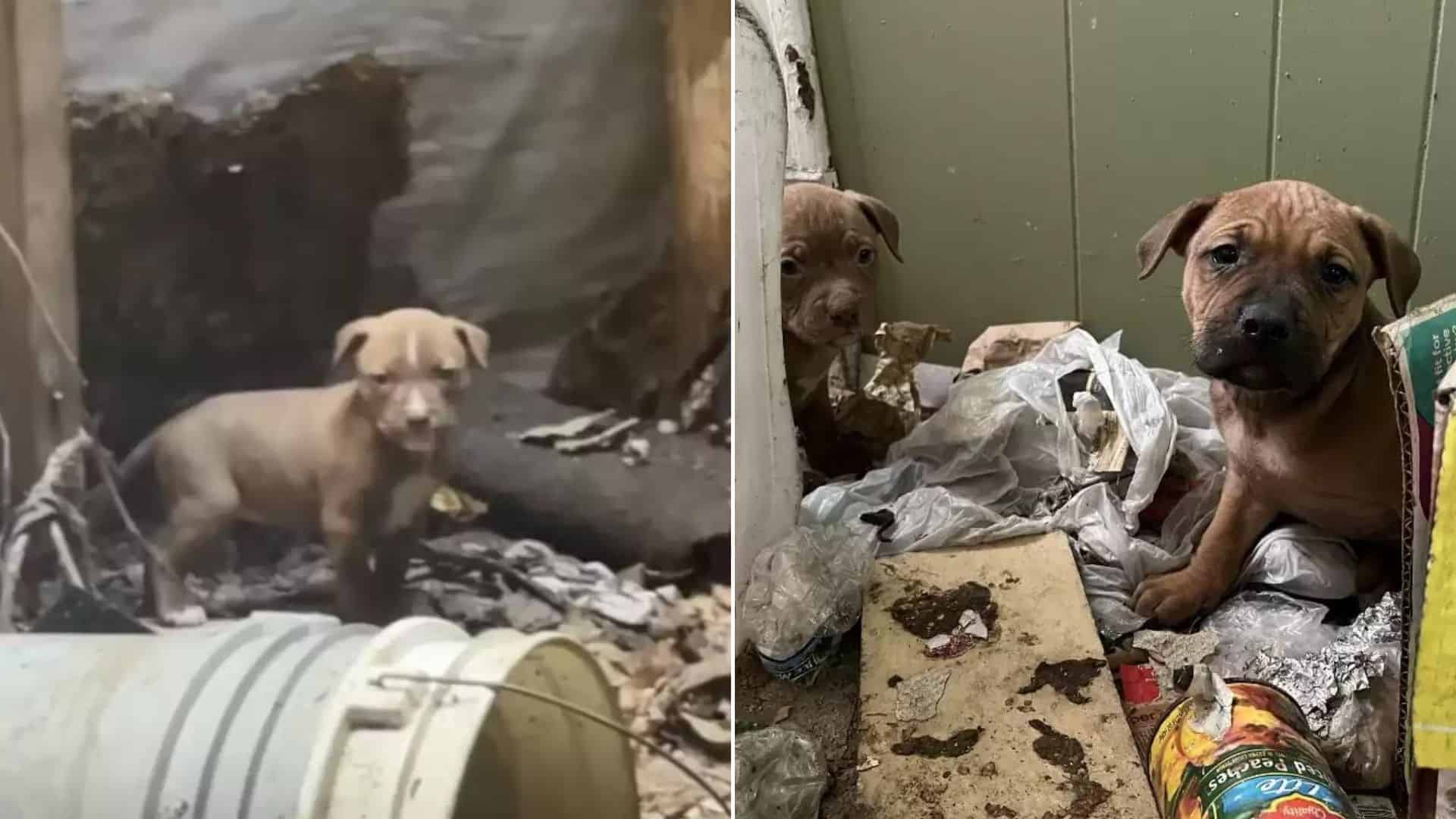 Rescuers Shocked By The Number Of Stray Dogs Found In An Abandoned House