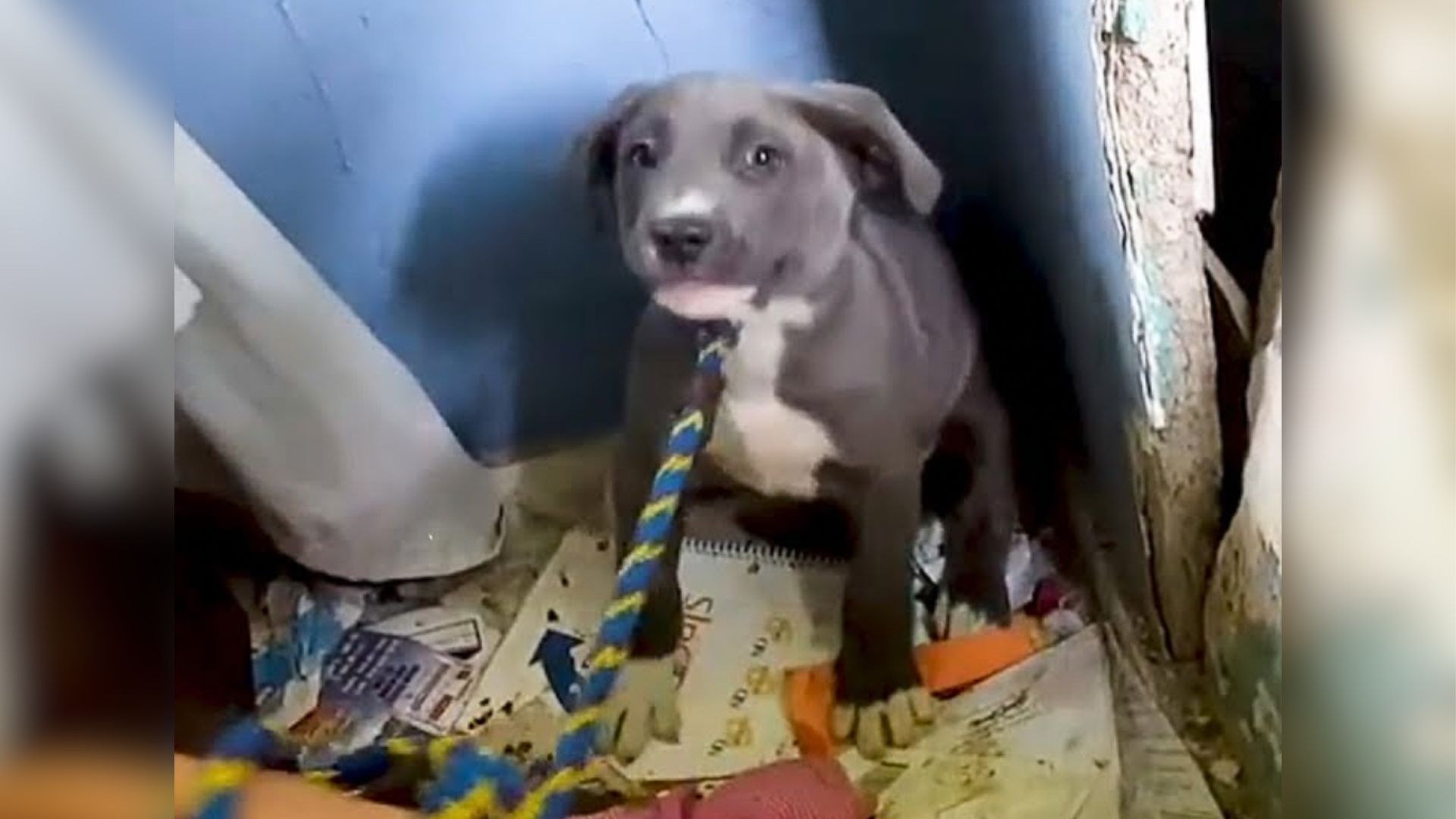 The Secret This Stray Dog Living In An Abandoned House Was Hiding Will Warm Your Heart