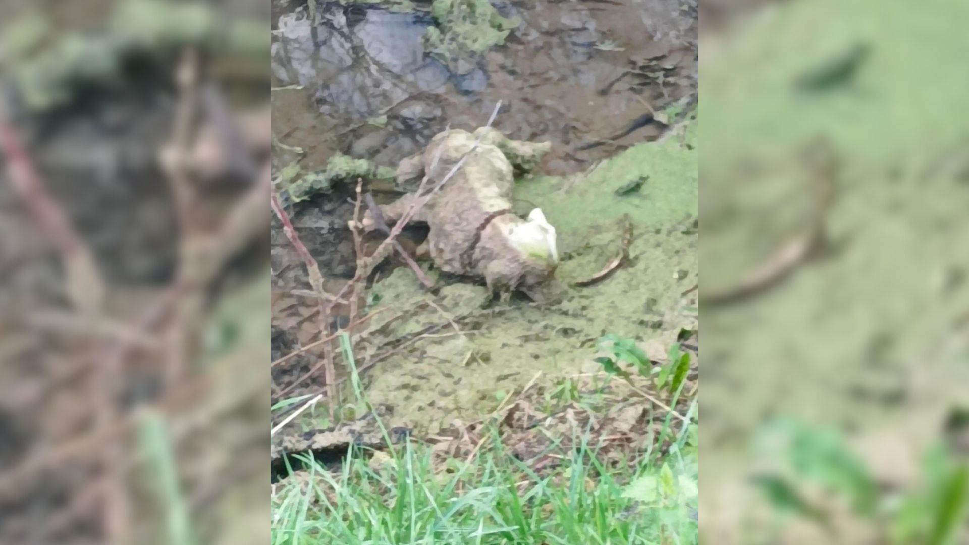 Rescuers That Rushed To Save Motionless Dog In Ditch Discovered That Things Weren’t As They Seemed