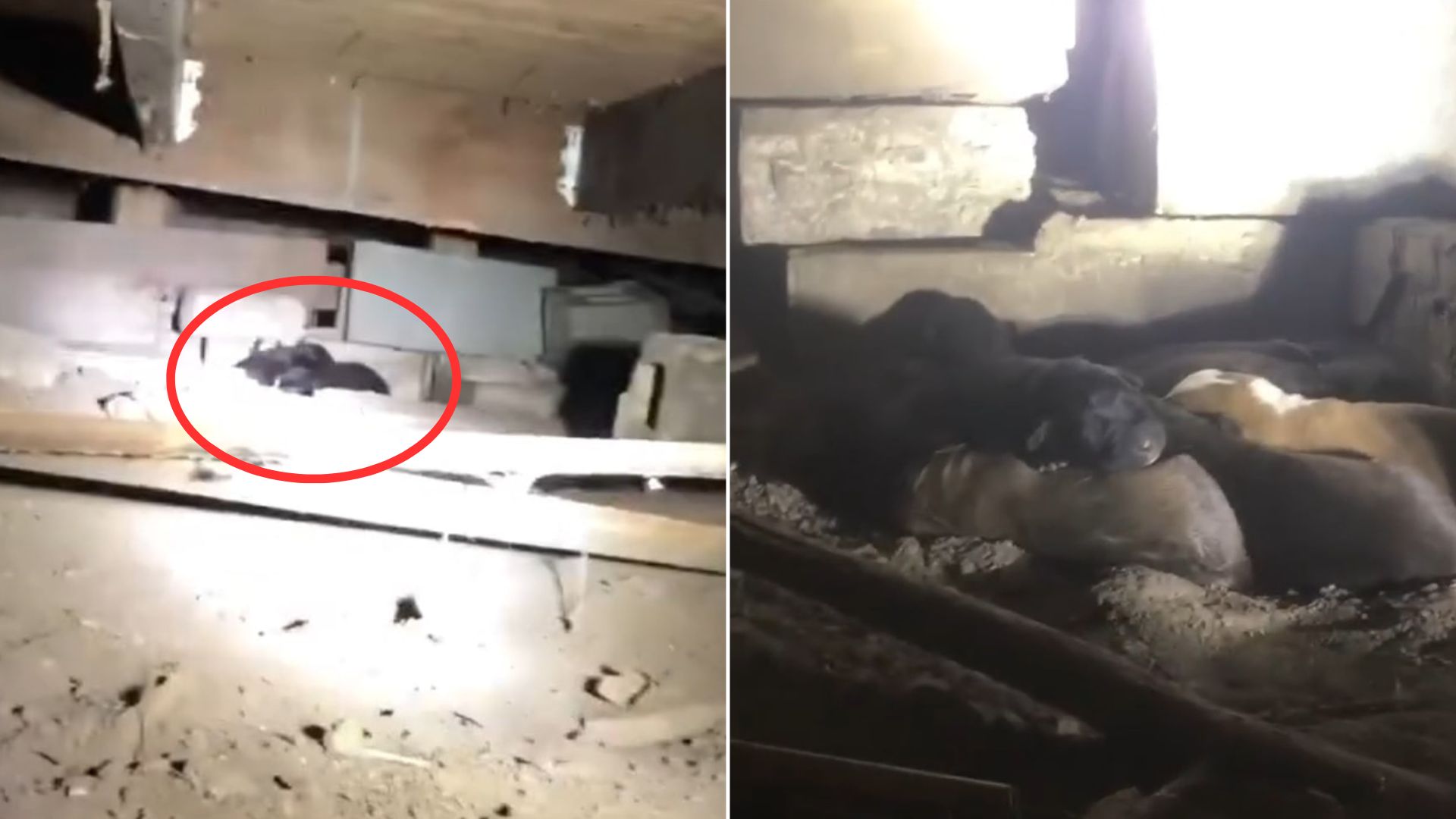 Rescuers Show Up To Save One Animal, Only To Discover A Shocking Surprise