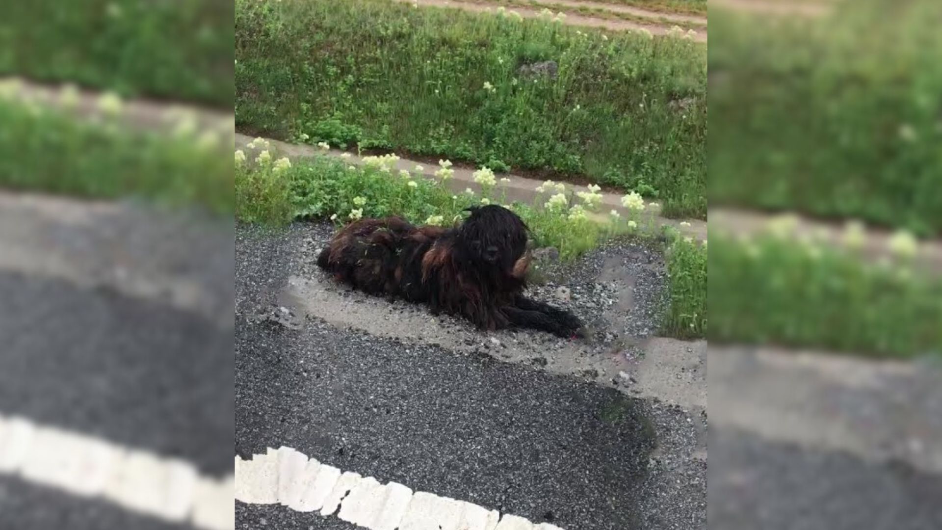 Rescuers Were Driving When They Suddenly Noticed Something Furry Lying Near The Road