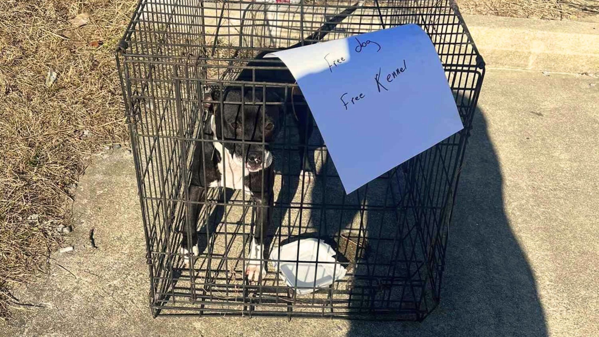 Rescuers Find An Abandoned Pup By The Road, With The Note Saying ‘Free Dog, Free Kennel’