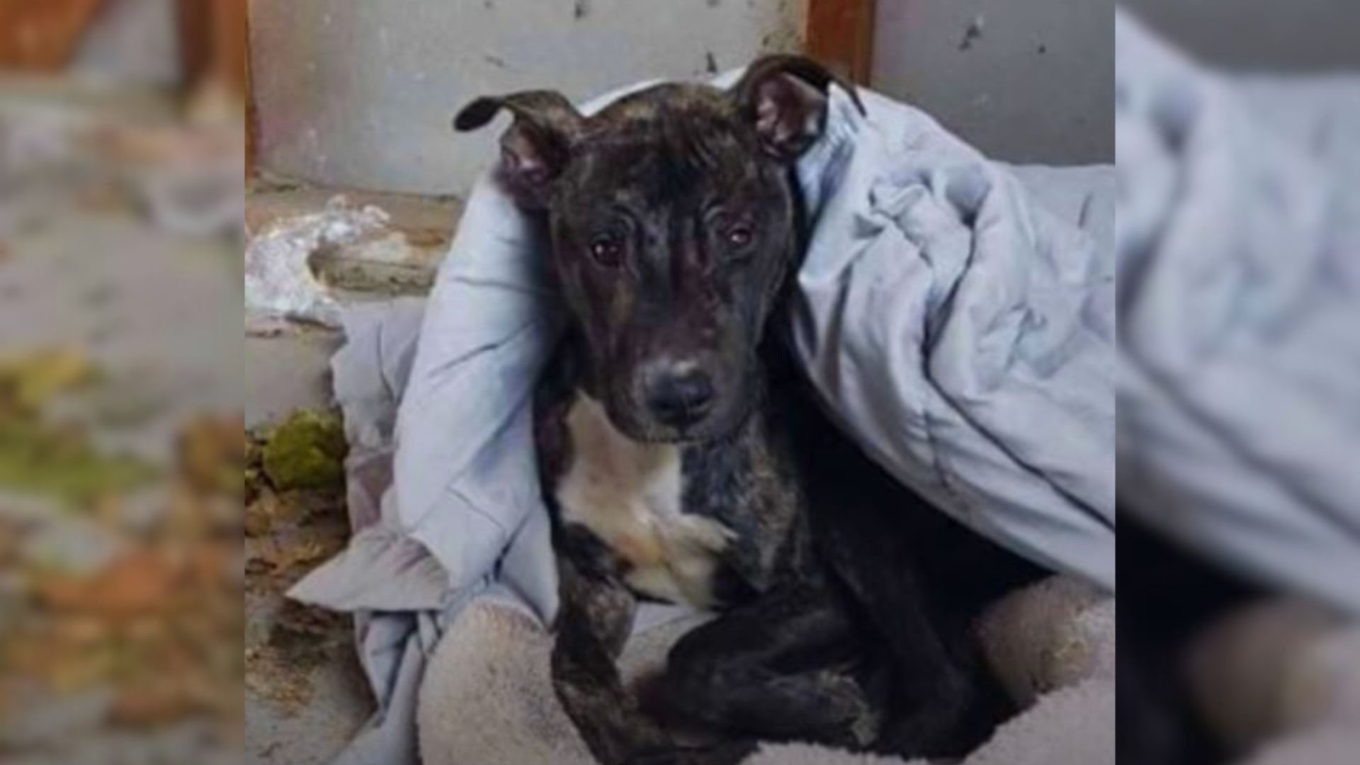 Rescuers Were Shocked To Find A Pittie Freezing In The Cold Weather And Decided To Help