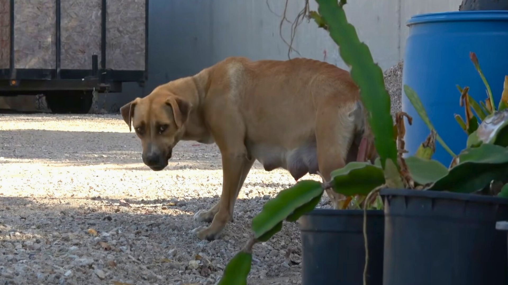 A Little Family That Was Living On The Freeway Was Finally Rescued