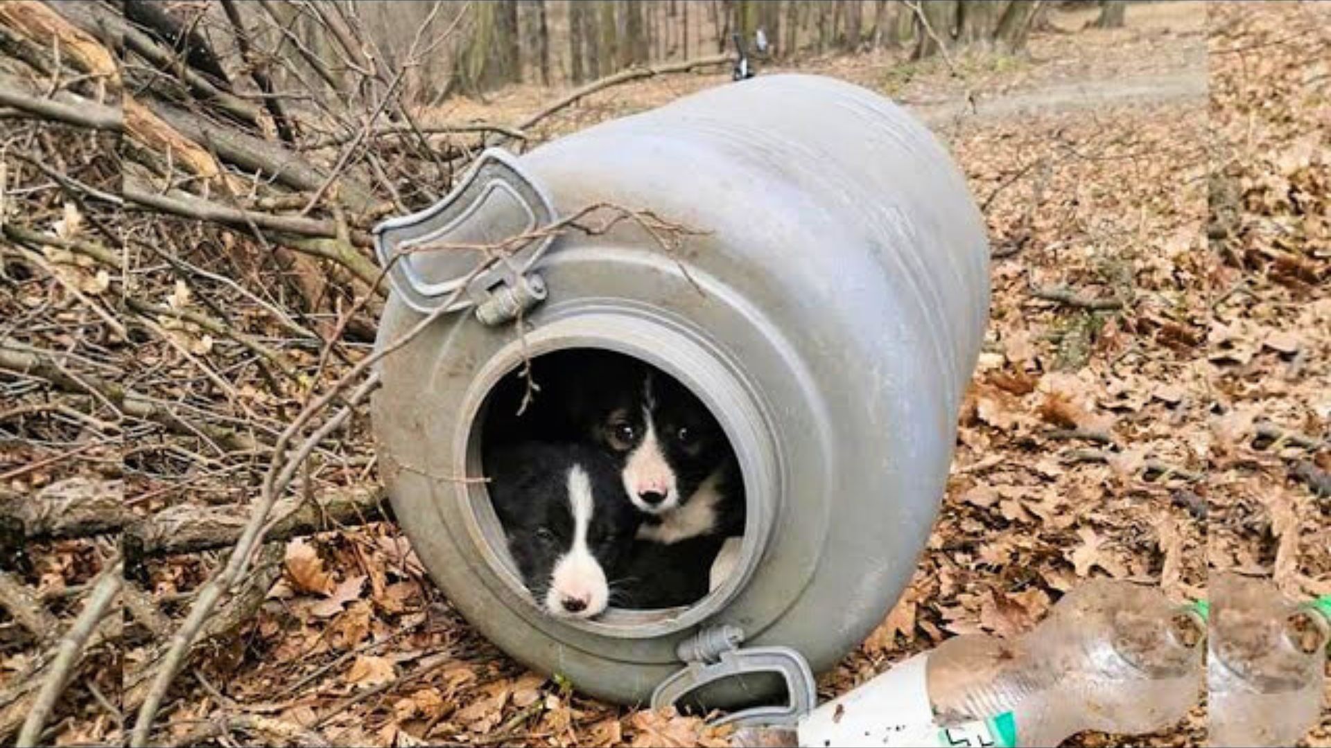 Rescuers In Shock To Find A Tiny Surprise Inside A Small Barrel In The Forest