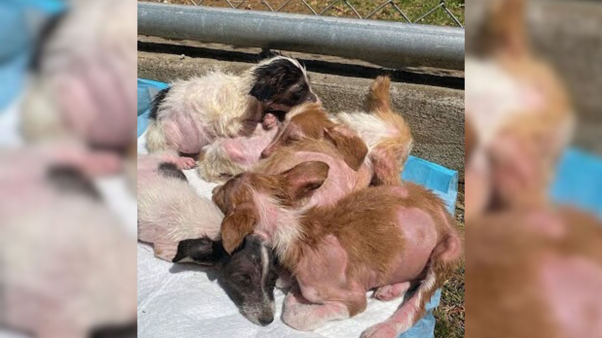 Tiny Doggo Family Cruelly Abandoned On A Construction Site By Their Owner