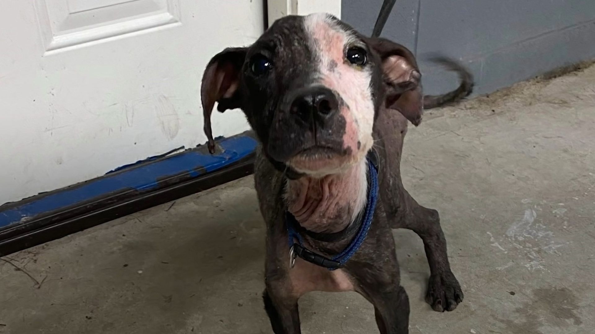 Rescuers Save A Starving Pup From Dangerous Train Tracks At The Last Minute