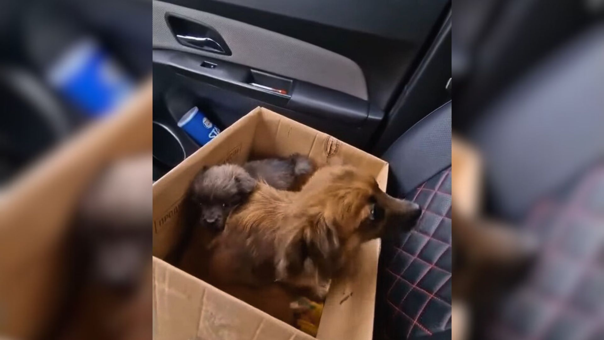 Mama Dog And Her Puppy Found Abandoned In Front Of An Apartment Building