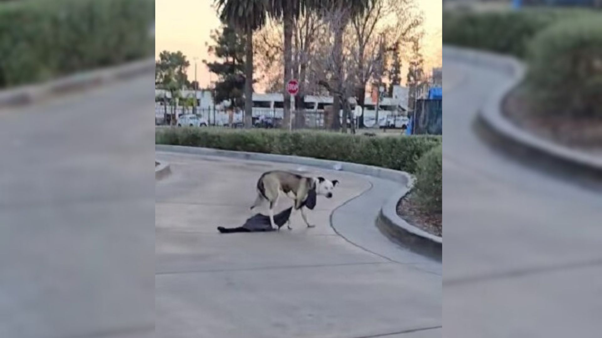 Rescuers Found A Pup Who Had Something Hanging From Her Neck And Rushed To Help