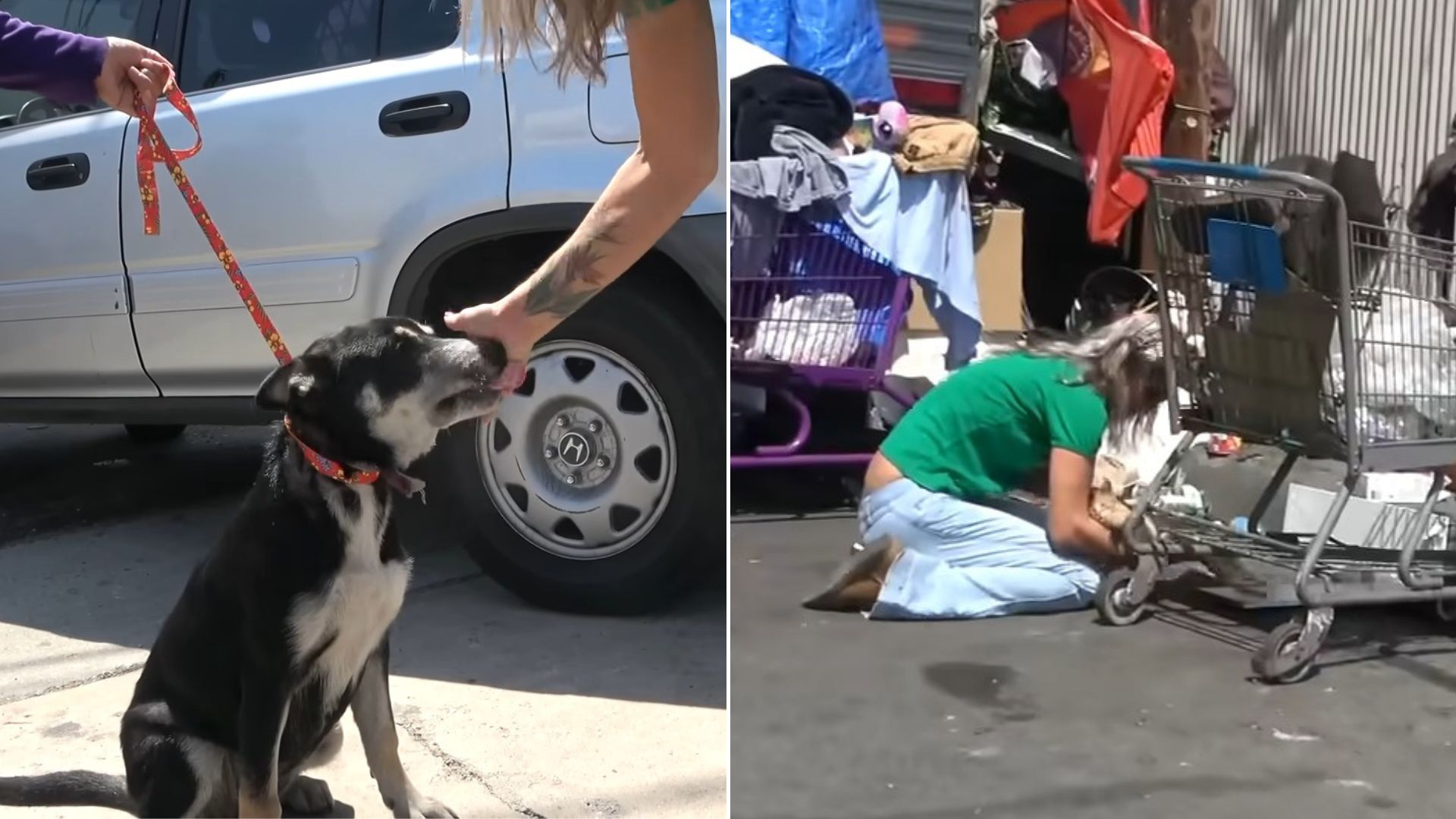 Rescuers Went To Save A Sweet Dog Only To Learn Somebody Else Needed Their Help As Well