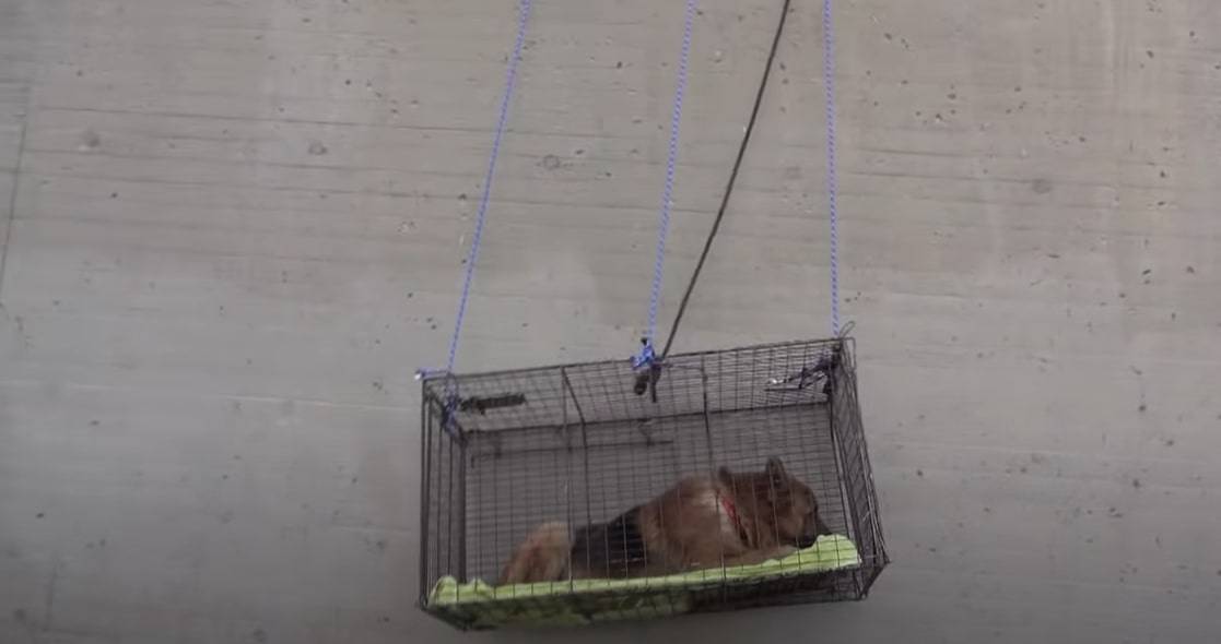 rescuing dog in a cage