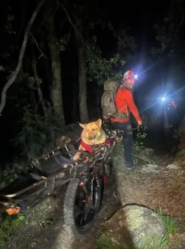 rescuing dog on mountain