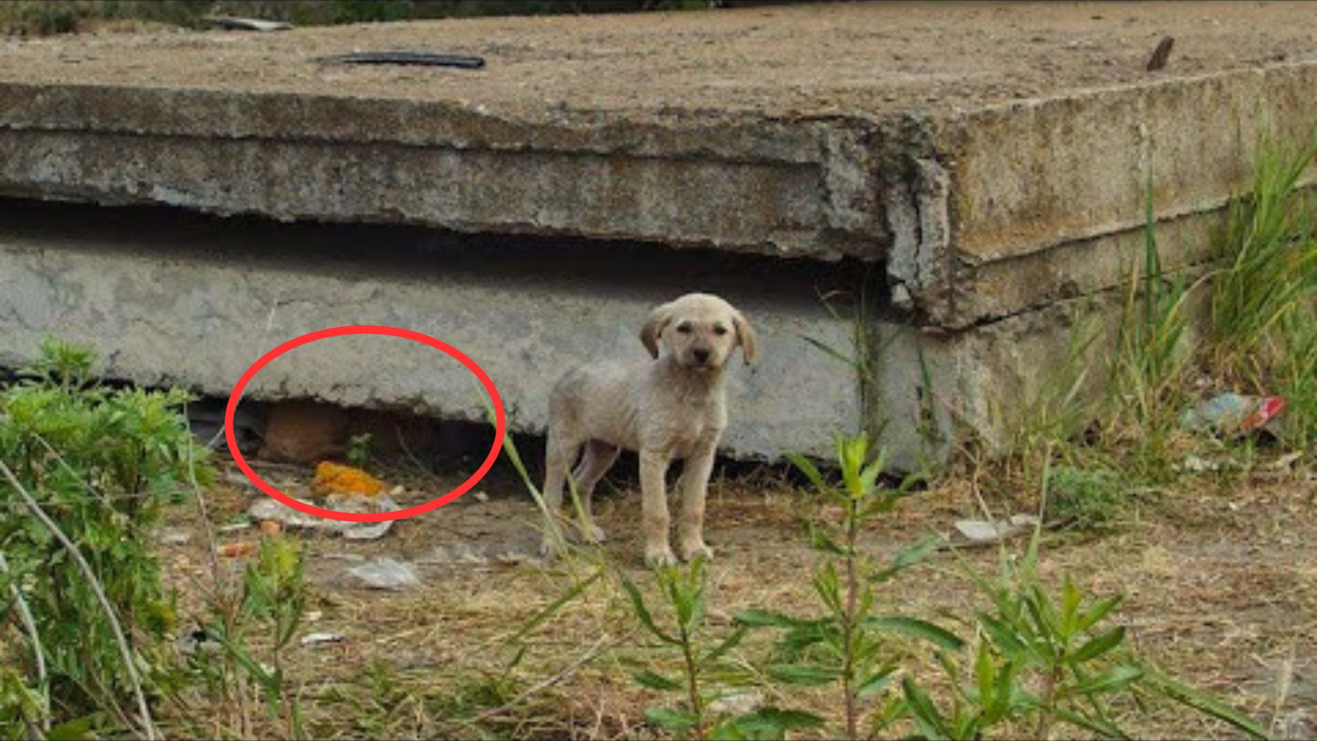 Woman Finds A Furry Family Living Under A Concrete Slab, Then Discovers Something Heartbreaking