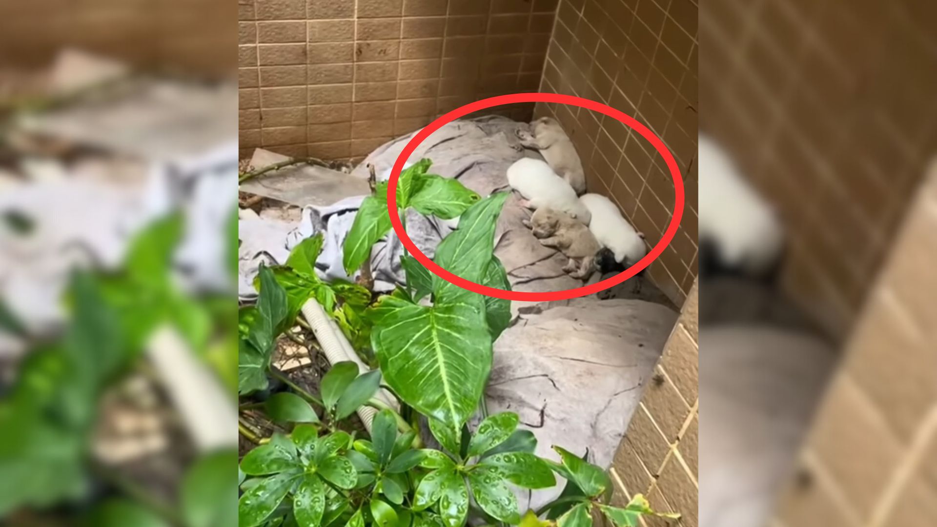 Residents Were Left In Tears After Discovering A Little Family Living Behind Their Building