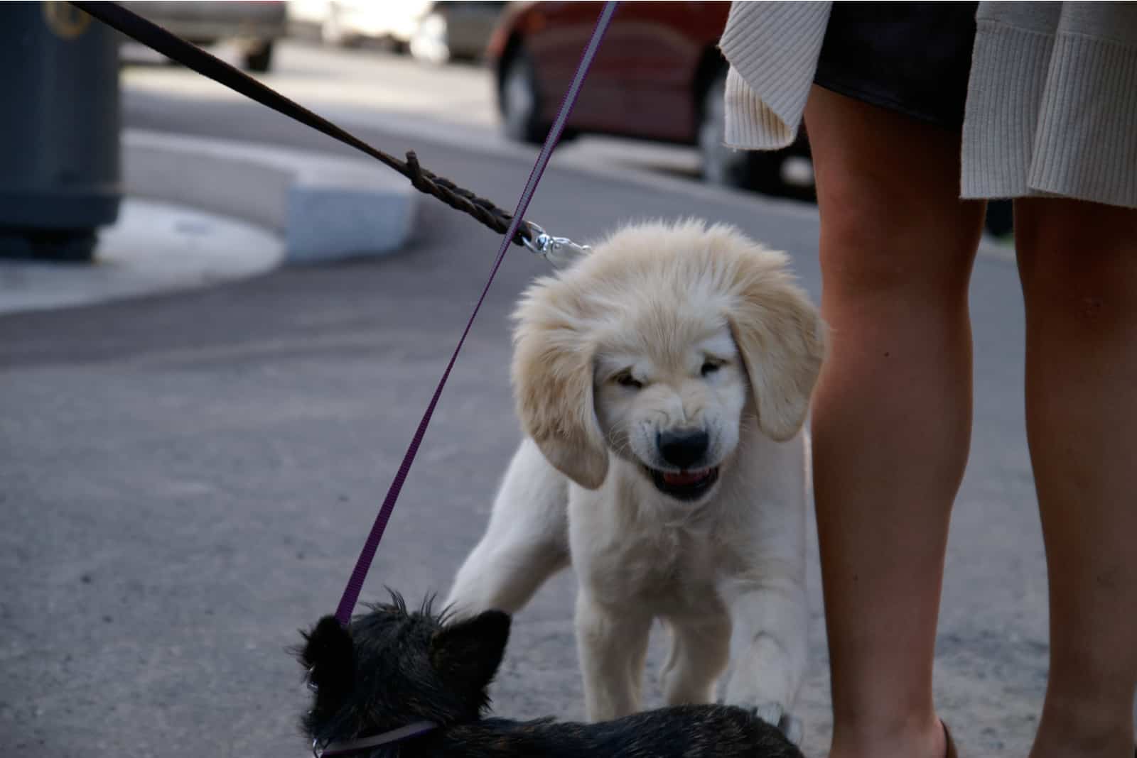 retriever puppy aggressively growls at another dog