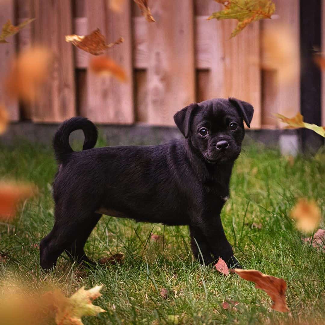 retro pug puppy