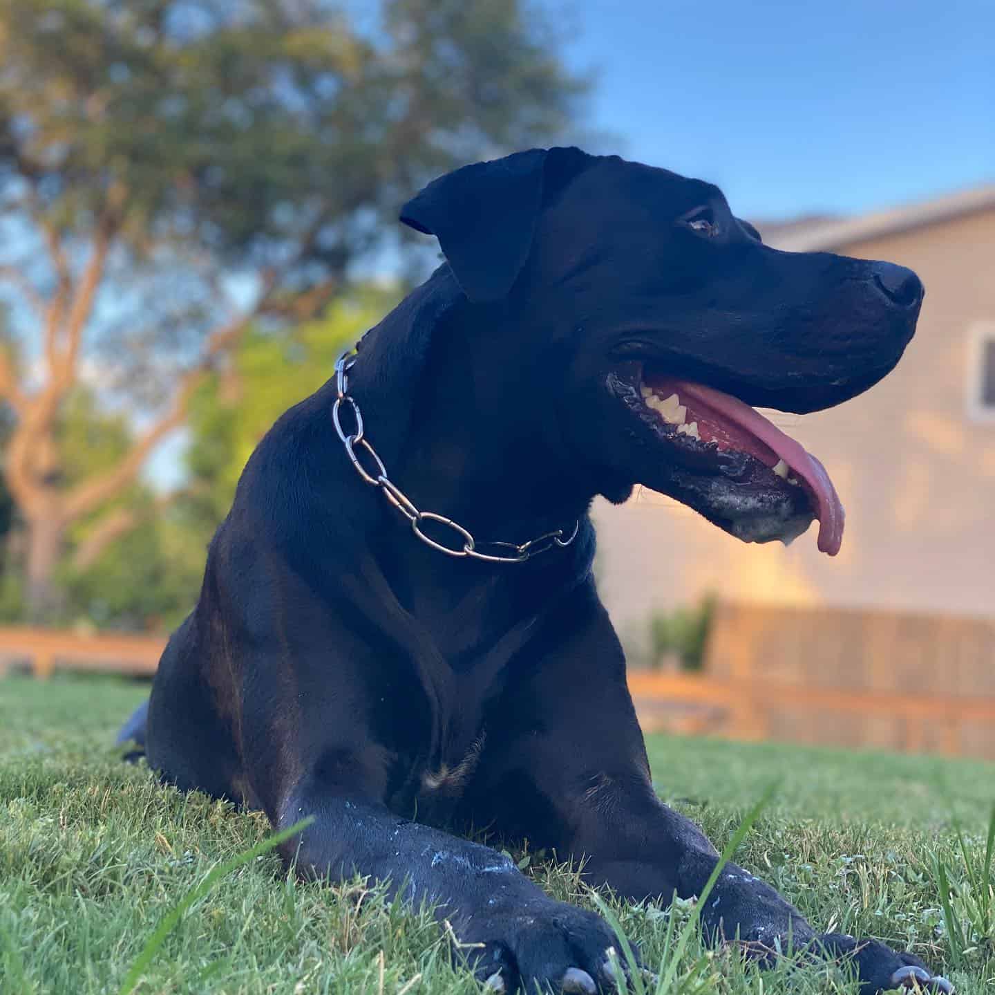 rhodesian boerboel