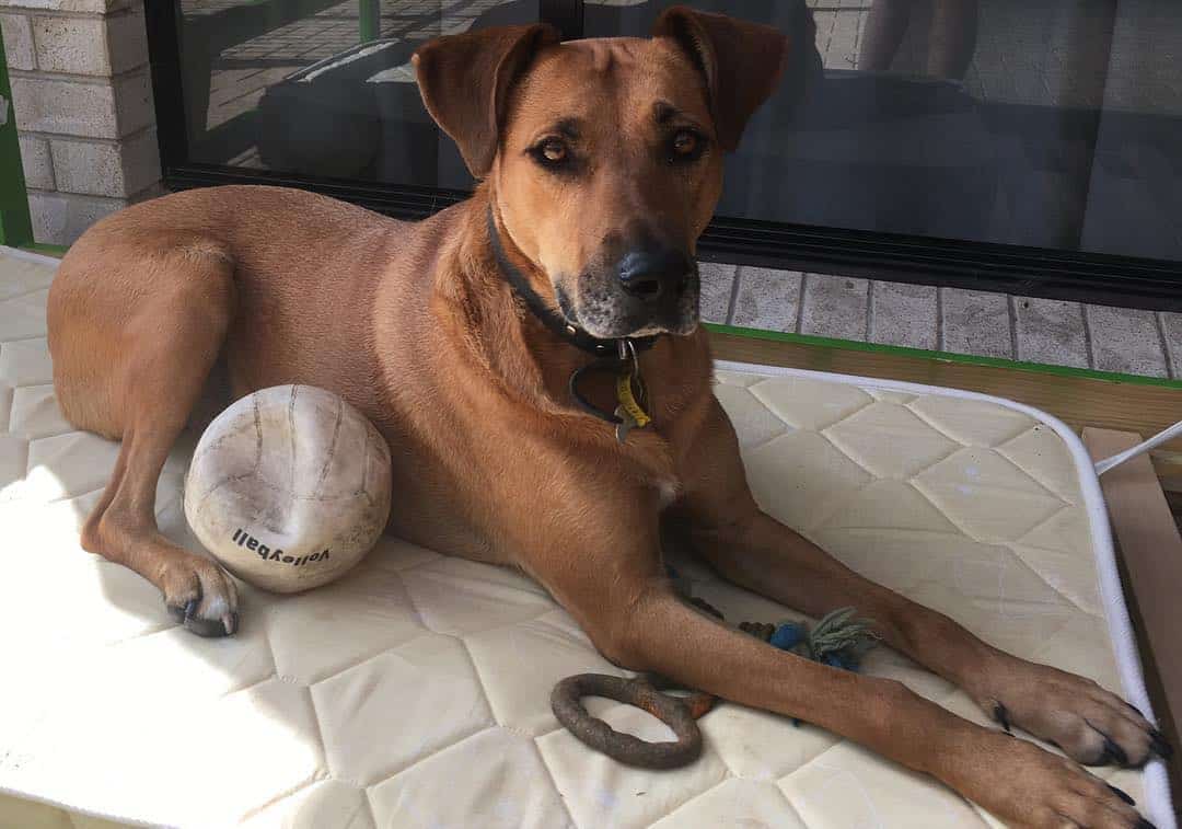 rhodesian ridgeback boxer mix