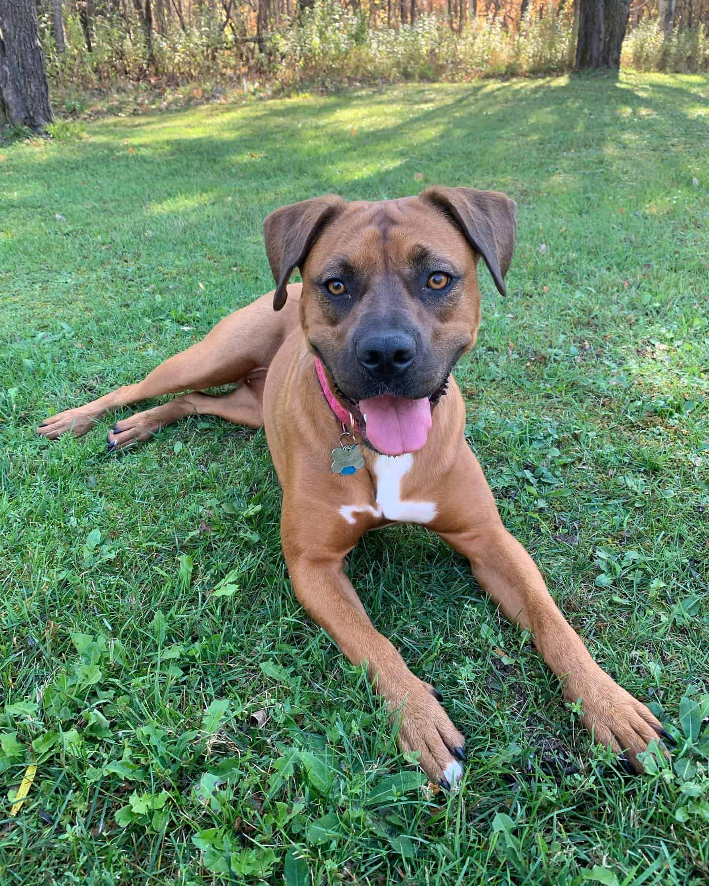 rhodesian boxer rhodesian ridgeback boxer mix