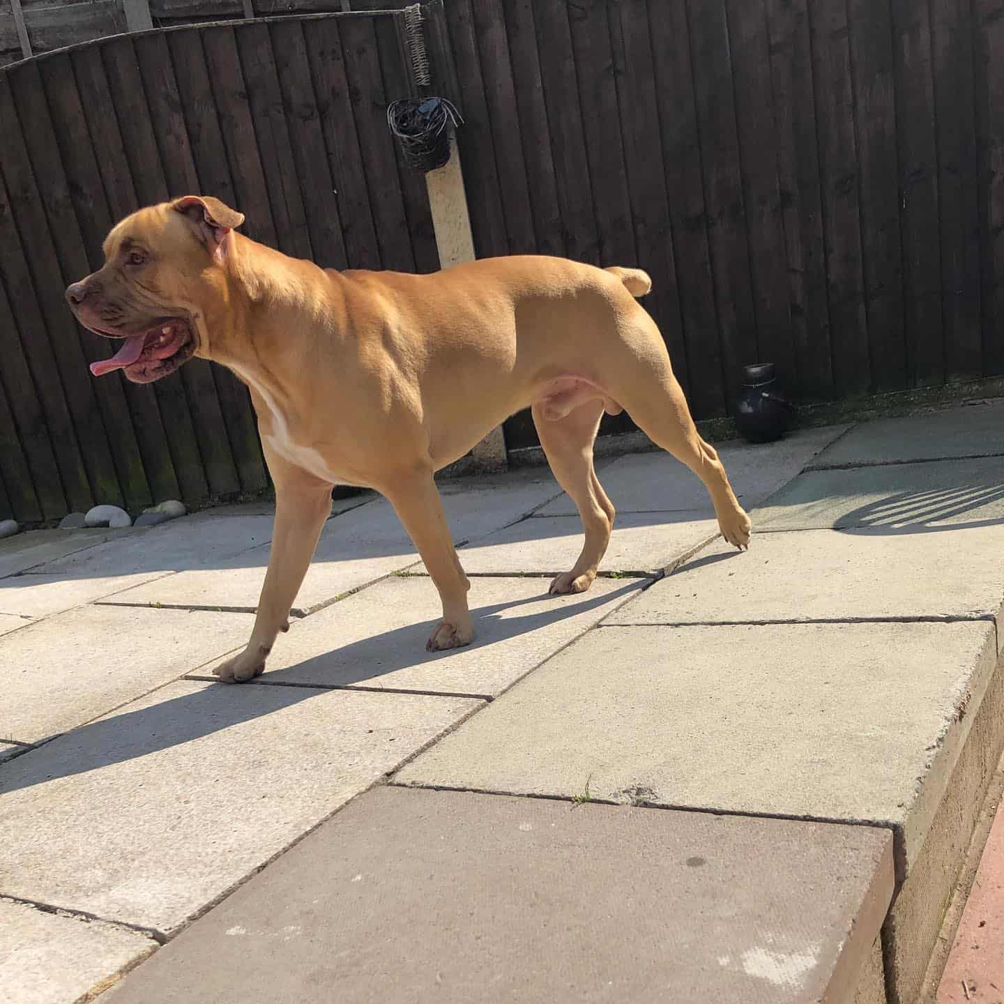 rhodesian mastiff rhodesian ridgeback mastiff mix