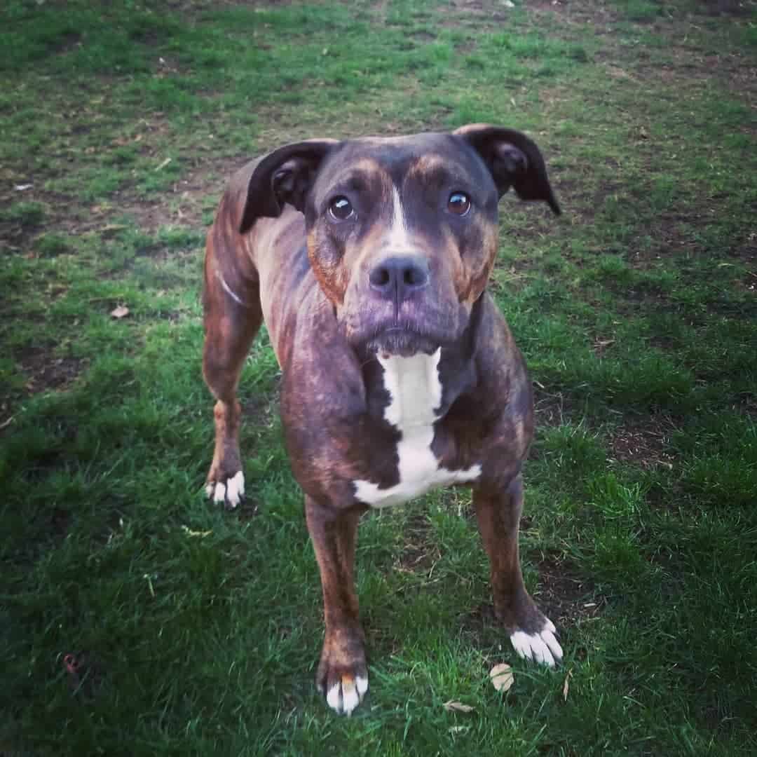 rhodesian pitbull rhodesian ridgeback pitbull mix