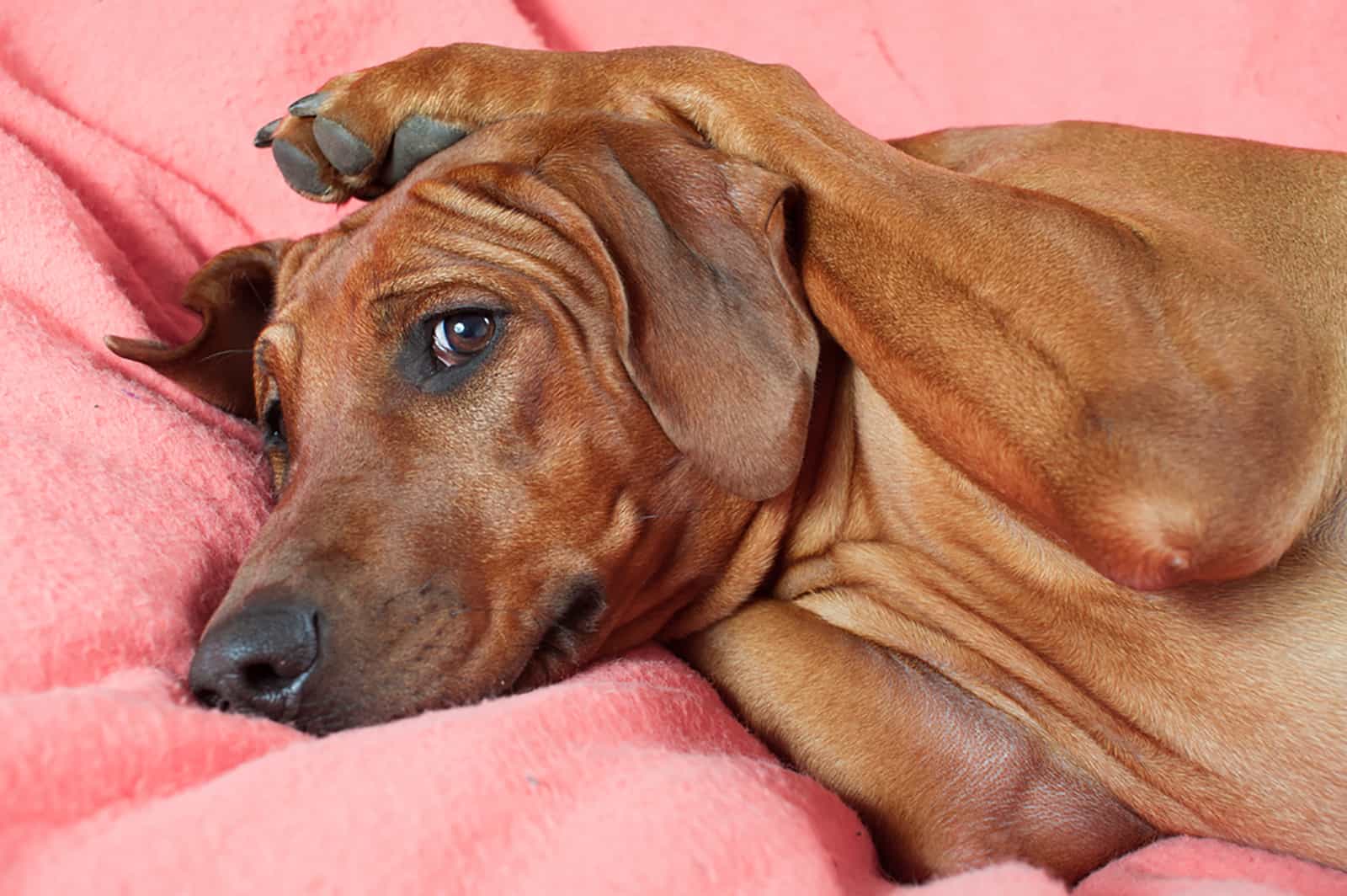 rhodesian ridgeback dog laying on pink blanket