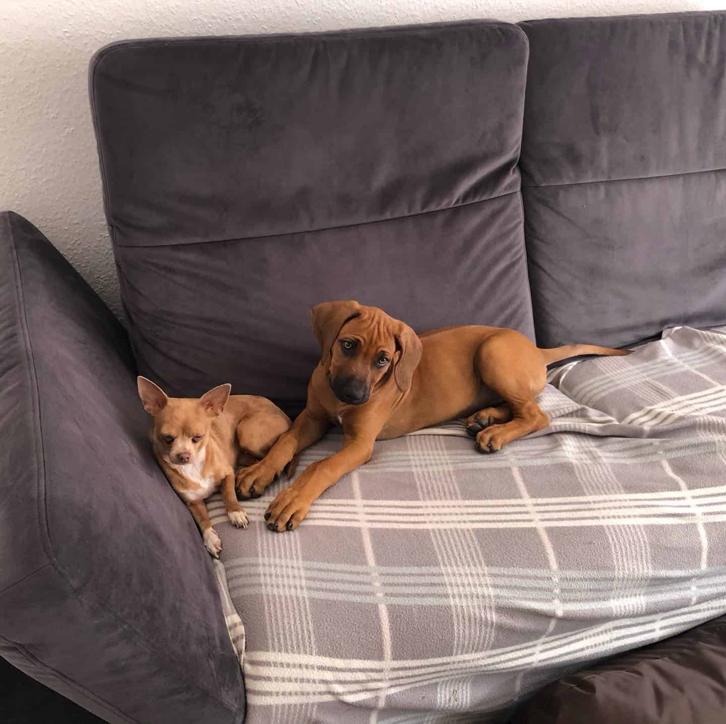 rhodesian ridgeback and chihuahua