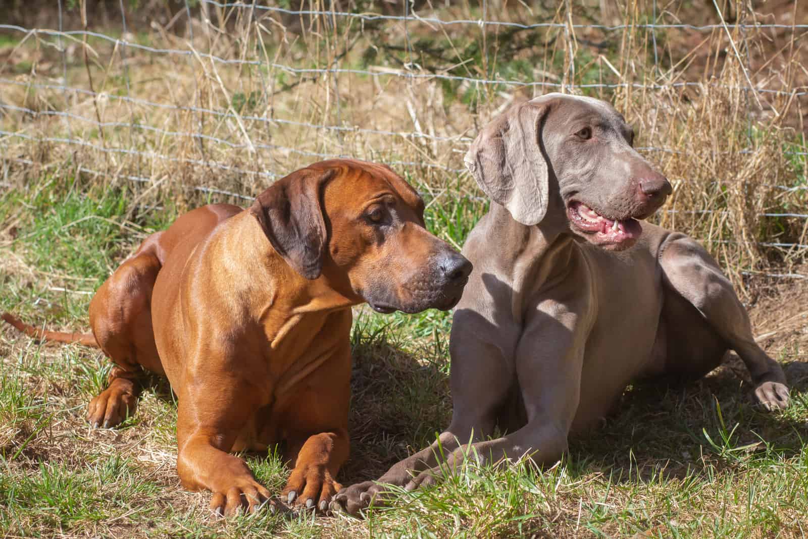 rhodesian ridgeback and weimaraner enjoying the sun