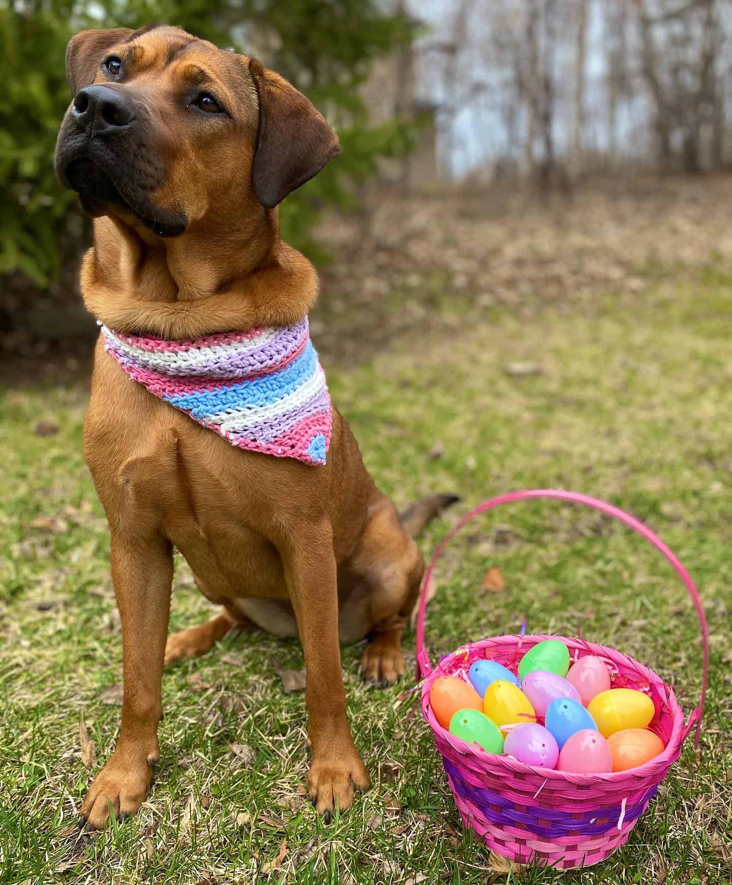 rhodesian ridgeback chow chow mix