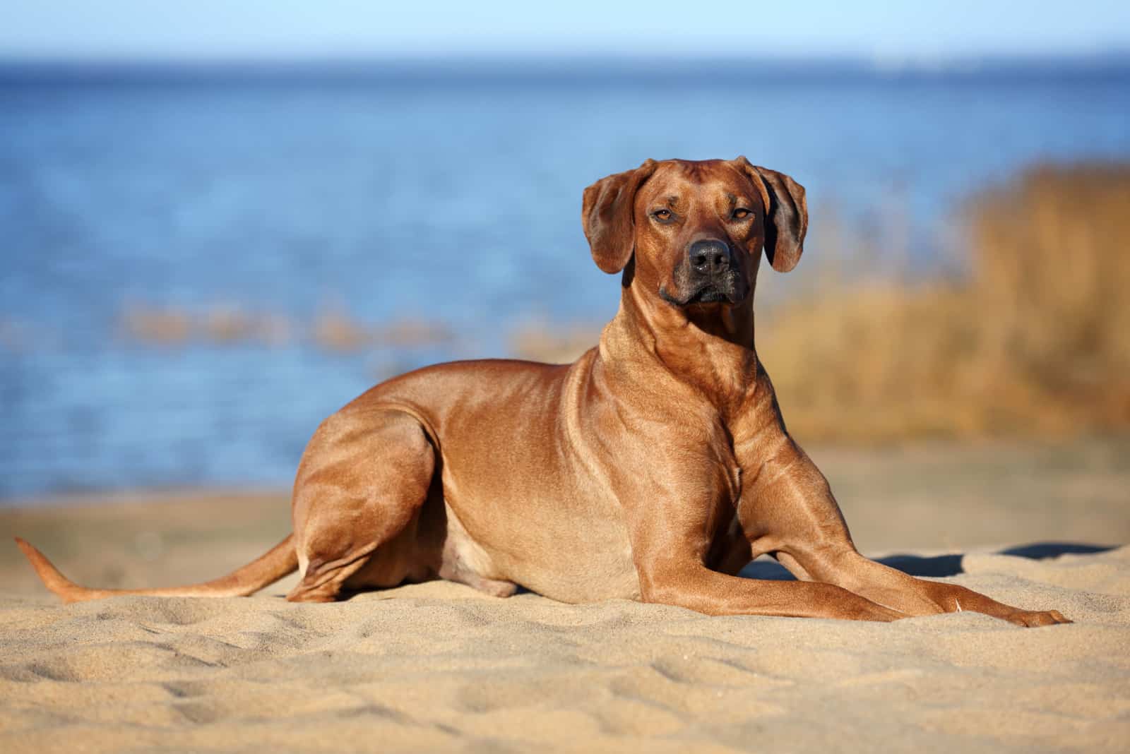 5+ Rhodesian Ridgeback Colors: All Shades Of A Lion Dog