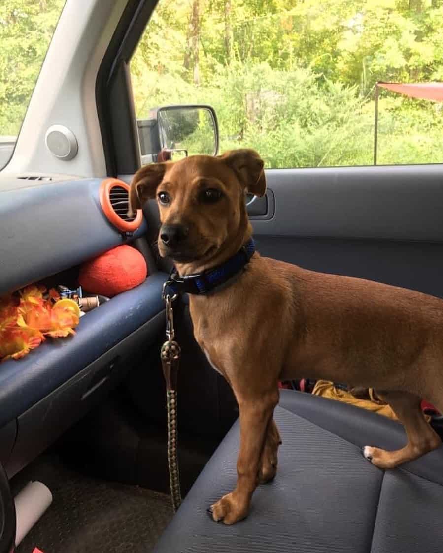 rhodesian ridgeback dachshund mix rhodesian dachshund