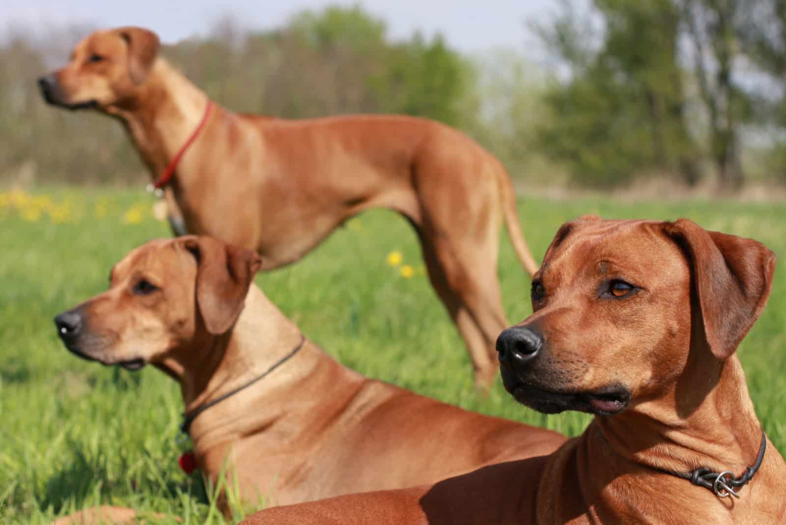 Rhodesian Ridgeback dogs looking away