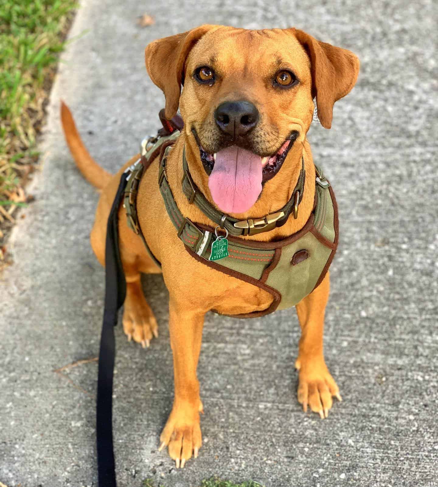 rhodesian ridgeback hound mix