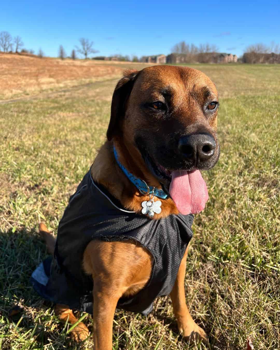 rhodesian ridgeback lab mix rhodesian lab