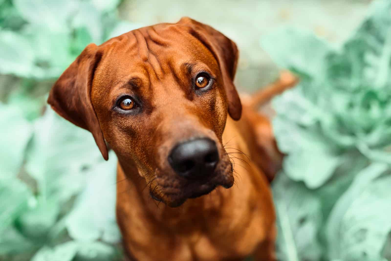 Rhodesian Ridgeback looking up at camera.