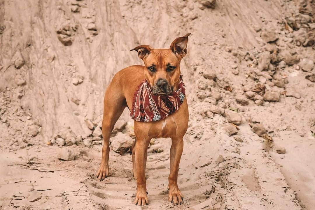 rhodesian ridgeback pitbull mix dog