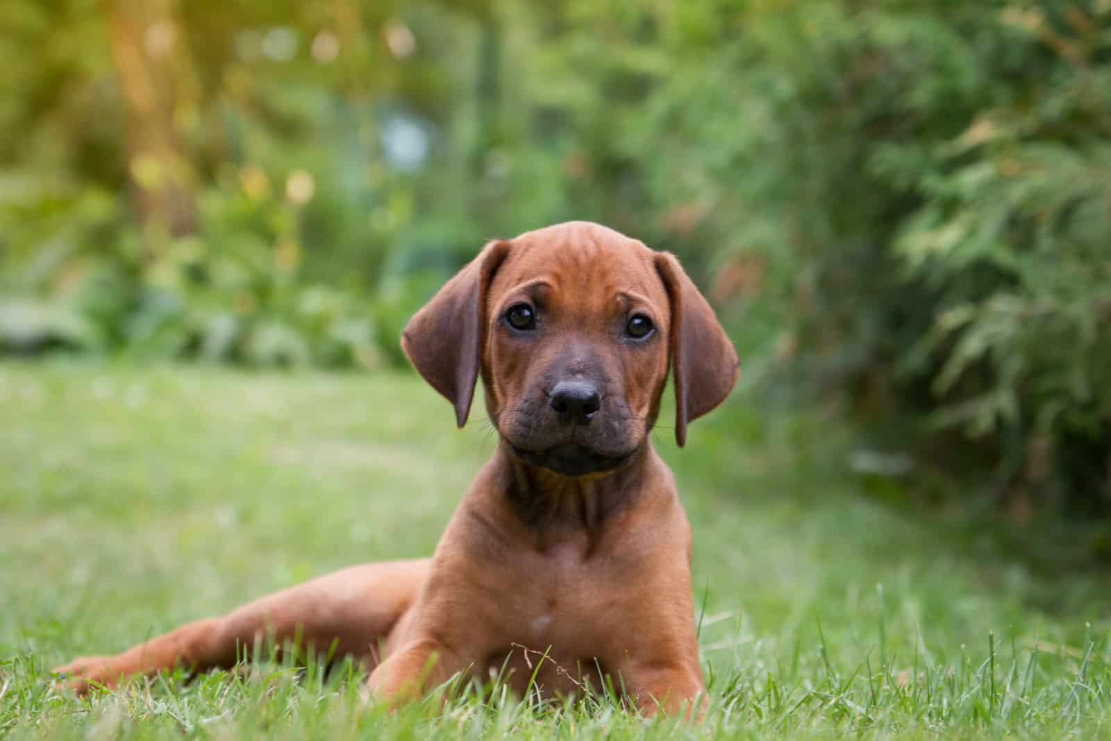 Rhodesian Ridgeback puppy looking at camera