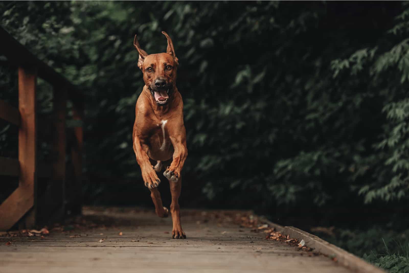 Rhodesian Ridgeback running