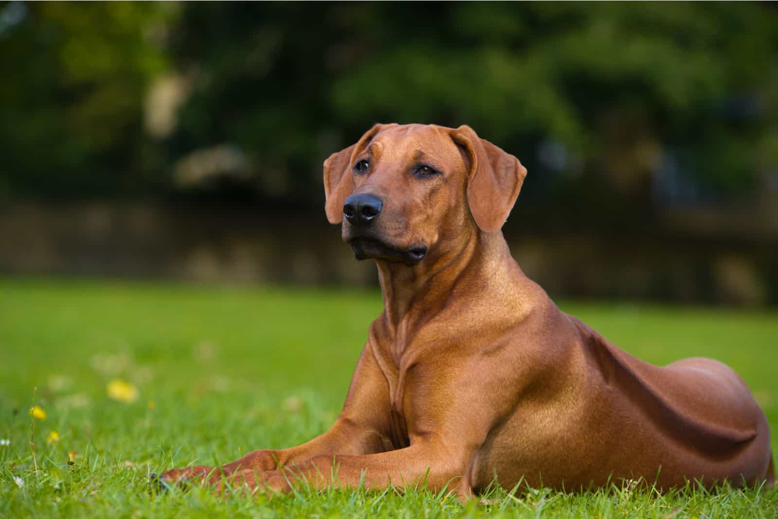 Rhodesian Ridgeback sitting on grass