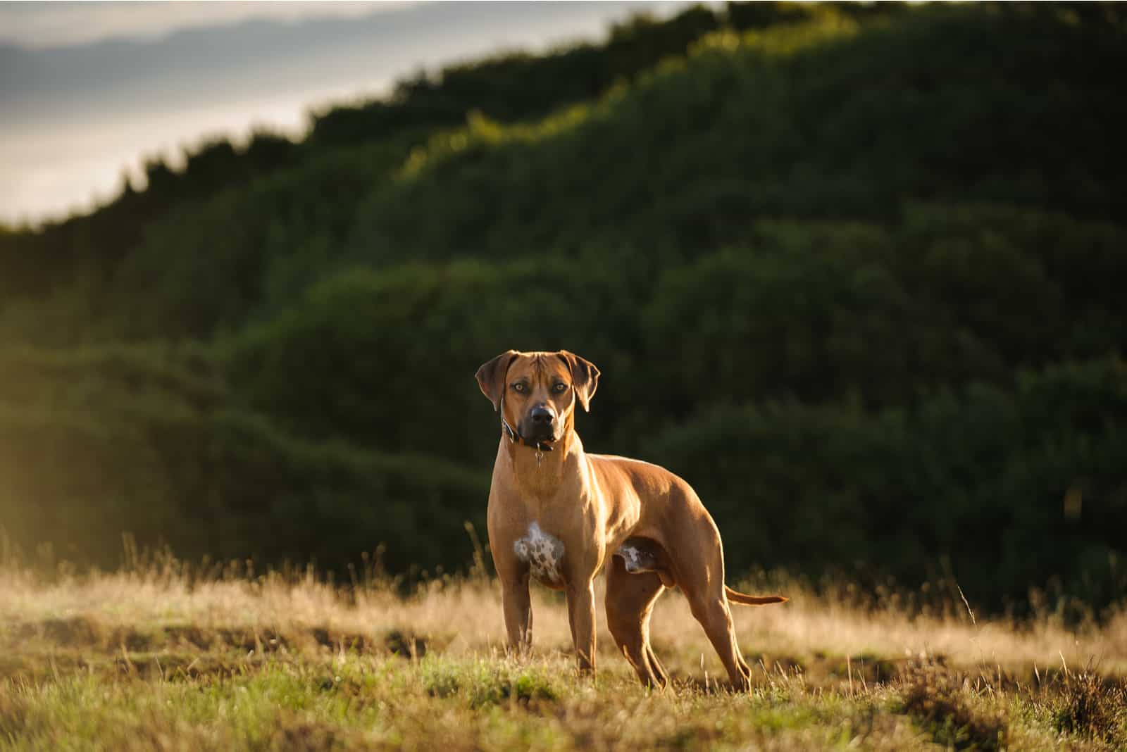 Rhodesian Ridgeback standing in field