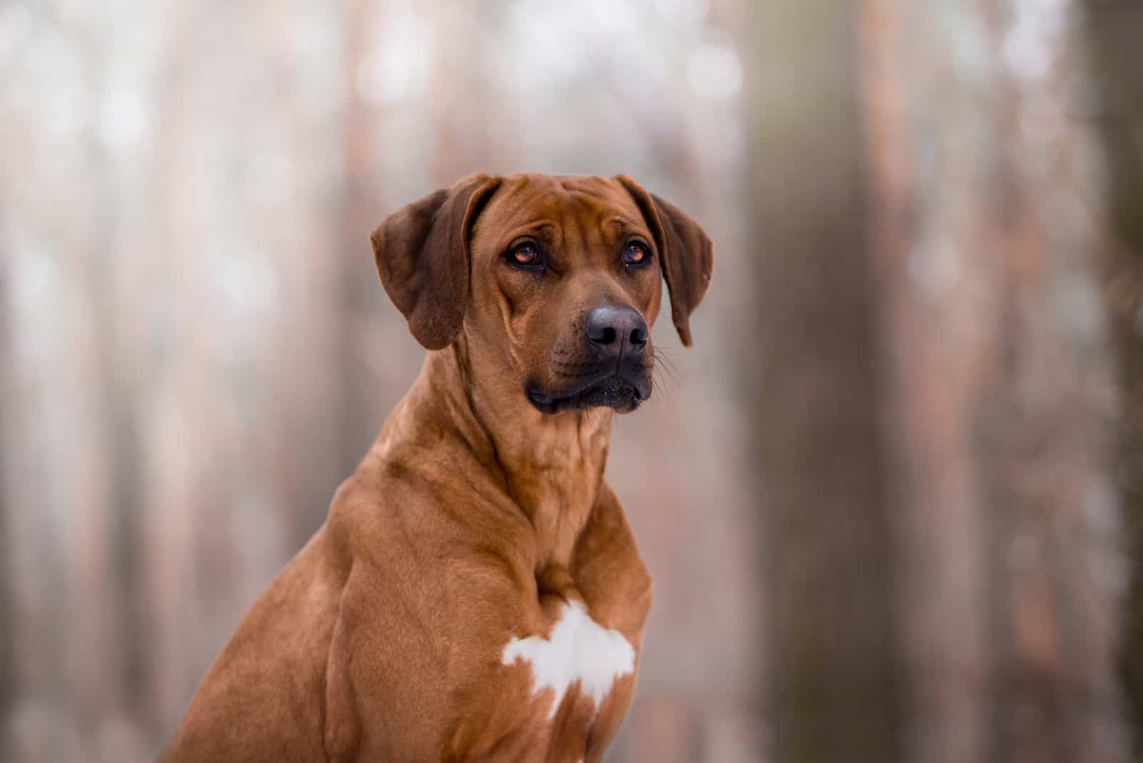 Rhodesian Ridgeback standing in forest