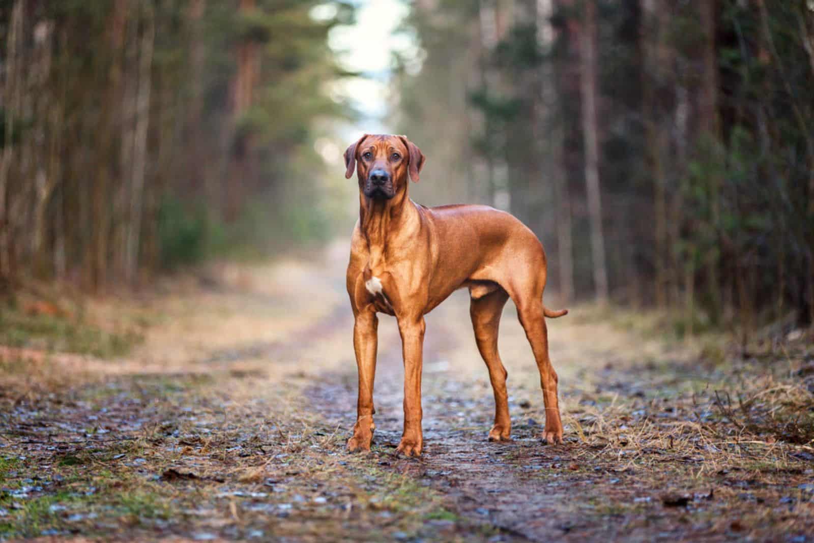 Rhodesian Ridgeback standing in the wood