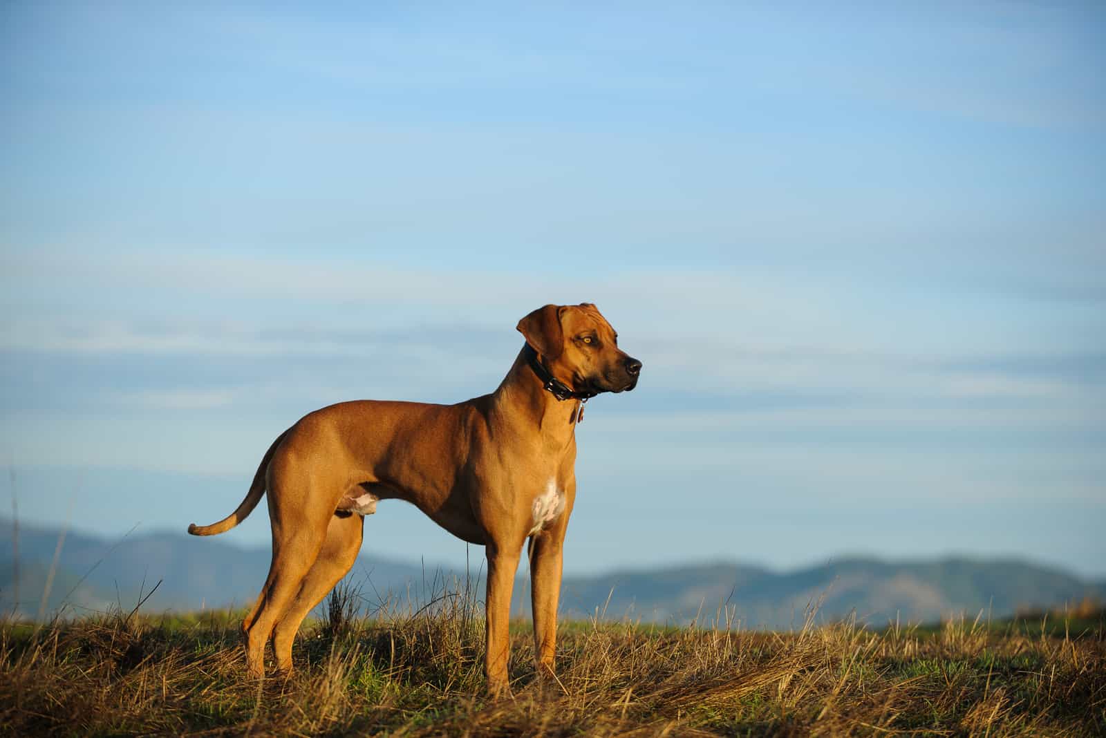 Rhodesian Ridgeback standing looking into distance