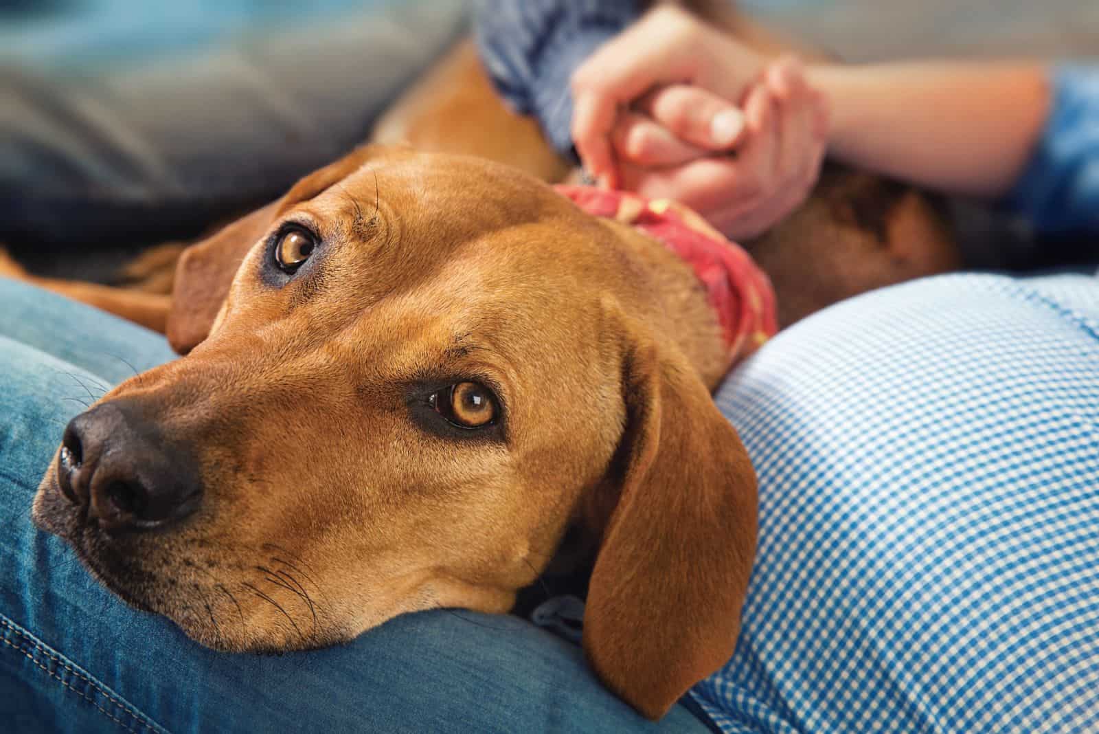 Rhodesian Ridgebacks lie on a man's knee