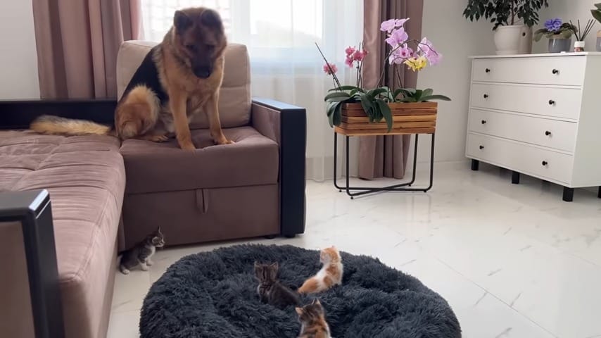 Rocky sitting on the sofa while kittens are in his bed