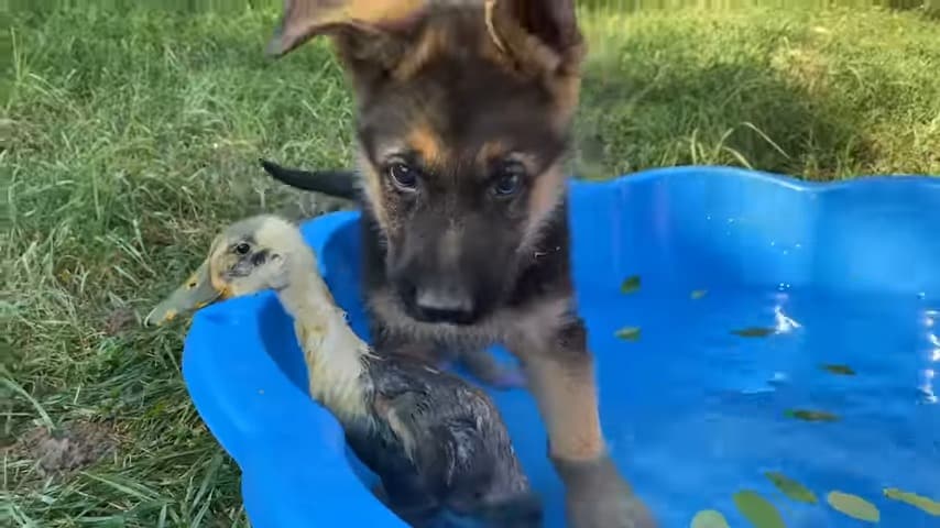 Rocky the GSD meets a duck