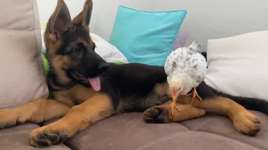 Rocky with his friend chicken